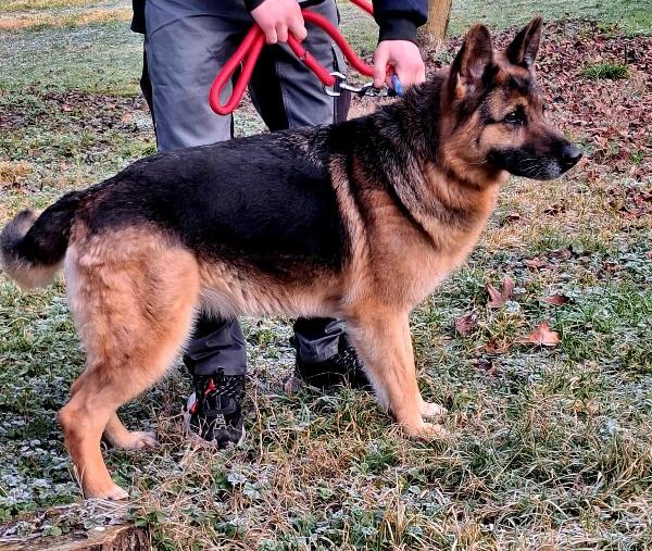 FEDE BELLISSIMA PASTORE TEDESCO Foto 5